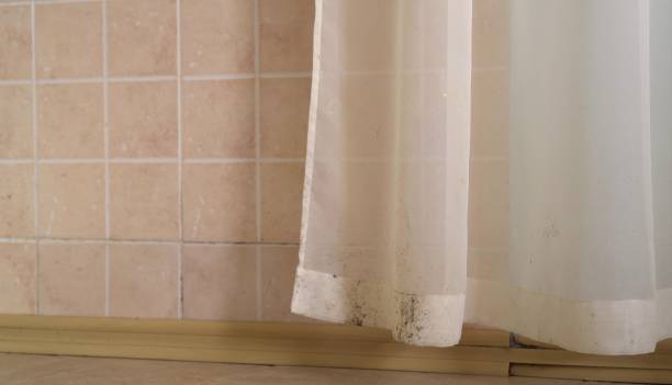 Best Mold Removal for HVAC Installations  in Madrid, IA