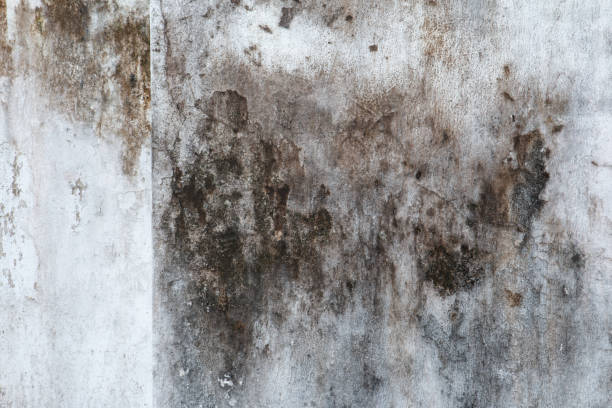 Best Mold Documentation for Insurance Claims  in Madrid, IA