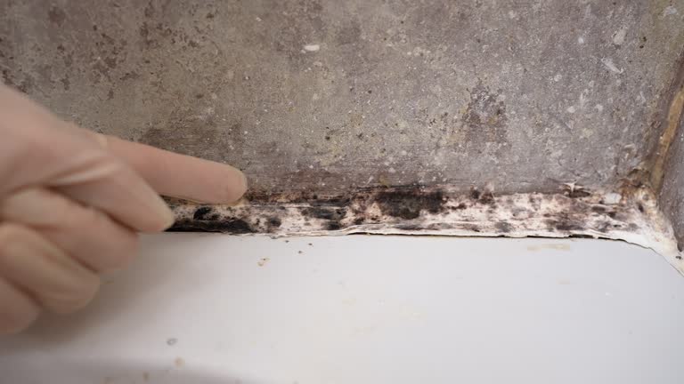 Mold Remediation for Rental Properties in Madrid, IA
